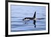 Orca Off the Coast of the Snaefellsnes Peninsula, Grundarfjordur, Iceland,-William Gray-Framed Photographic Print