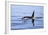 Orca Off the Coast of the Snaefellsnes Peninsula, Grundarfjordur, Iceland,-William Gray-Framed Photographic Print