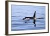 Orca Off the Coast of the Snaefellsnes Peninsula, Grundarfjordur, Iceland,-William Gray-Framed Photographic Print