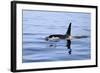 Orca Off the Coast of the Snaefellsnes Peninsula, Grundarfjordur, Iceland,-William Gray-Framed Photographic Print