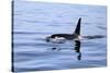 Orca Off the Coast of the Snaefellsnes Peninsula, Grundarfjordur, Iceland,-William Gray-Stretched Canvas