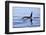 Orca Off the Coast of the Snaefellsnes Peninsula, Grundarfjordur, Iceland,-William Gray-Framed Photographic Print