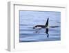 Orca Off the Coast of the Snaefellsnes Peninsula, Grundarfjordur, Iceland,-William Gray-Framed Photographic Print