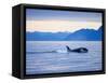 Orca or Killer Whale in Frederick Sound-Paul Souders-Framed Stretched Canvas