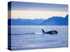 Orca or Killer Whale in Frederick Sound-Paul Souders-Stretched Canvas