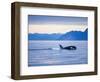 Orca or Killer Whale in Frederick Sound-Paul Souders-Framed Photographic Print