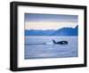 Orca or Killer Whale in Frederick Sound-Paul Souders-Framed Photographic Print