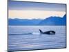 Orca or Killer Whale in Frederick Sound-Paul Souders-Mounted Photographic Print