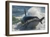 Orca (Orcinus Orca) Hunting Sea Lion Pups, Peninsula Valdez, Patagonia Argentina-Gabriel Rojo-Framed Photographic Print