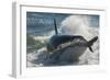 Orca (Orcinus Orca) Hunting Sea Lion Pups, Peninsula Valdez, Patagonia Argentina-Gabriel Rojo-Framed Photographic Print