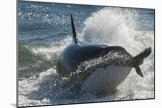 Orca (Orcinus Orca) Hunting Sea Lion Pups, Peninsula Valdez, Patagonia Argentina-Gabriel Rojo-Mounted Photographic Print