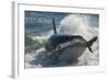 Orca (Orcinus Orca) Hunting Sea Lion Pups, Peninsula Valdez, Patagonia Argentina-Gabriel Rojo-Framed Photographic Print