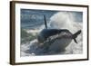 Orca (Orcinus Orca) Hunting Sea Lion Pups, Peninsula Valdez, Patagonia Argentina-Gabriel Rojo-Framed Photographic Print