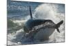 Orca (Orcinus Orca) Hunting Sea Lion Pups, Peninsula Valdez, Patagonia Argentina-Gabriel Rojo-Mounted Photographic Print