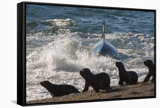 Orca (Orcinus Orca) Hunting Sea Lion Pups, Peninsula Valdez, Patagonia Argentina-Gabriel Rojo-Framed Stretched Canvas