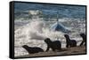 Orca (Orcinus Orca) Hunting Sea Lion Pups, Peninsula Valdez, Patagonia Argentina-Gabriel Rojo-Framed Stretched Canvas