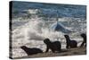 Orca (Orcinus Orca) Hunting Sea Lion Pups, Peninsula Valdez, Patagonia Argentina-Gabriel Rojo-Stretched Canvas