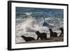 Orca (Orcinus Orca) Hunting Sea Lion Pups, Peninsula Valdez, Patagonia Argentina-Gabriel Rojo-Framed Photographic Print