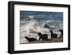 Orca (Orcinus Orca) Hunting Sea Lion Pups, Peninsula Valdez, Patagonia Argentina-Gabriel Rojo-Framed Photographic Print