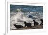 Orca (Orcinus Orca) Hunting Sea Lion Pups, Peninsula Valdez, Patagonia Argentina-Gabriel Rojo-Framed Photographic Print