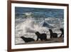 Orca (Orcinus Orca) Hunting Sea Lion Pups, Peninsula Valdez, Patagonia Argentina-Gabriel Rojo-Framed Photographic Print