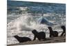 Orca (Orcinus Orca) Hunting Sea Lion Pups, Peninsula Valdez, Patagonia Argentina-Gabriel Rojo-Mounted Photographic Print