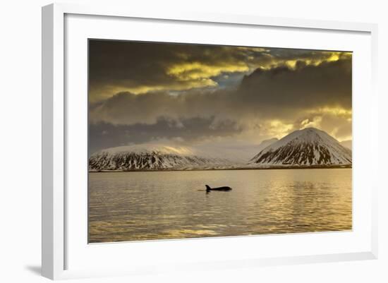 Orca (Orcinus Orca) Swimming in Sea Surrounded by Mountains at Sunset, Iceland, January-Ben Hall-Framed Photographic Print