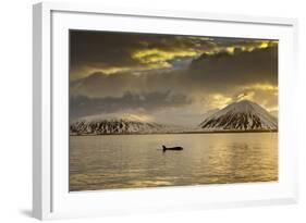 Orca (Orcinus Orca) Swimming in Sea Surrounded by Mountains at Sunset, Iceland, January-Ben Hall-Framed Photographic Print