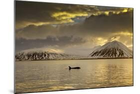 Orca (Orcinus Orca) Swimming in Sea Surrounded by Mountains at Sunset, Iceland, January-Ben Hall-Mounted Photographic Print