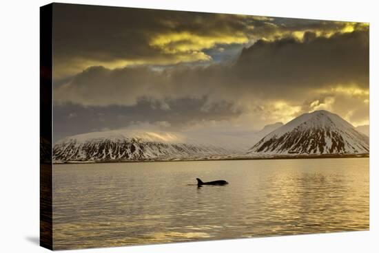 Orca (Orcinus Orca) Swimming in Sea Surrounded by Mountains at Sunset, Iceland, January-Ben Hall-Stretched Canvas