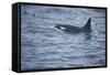 Orca Whale and Sea Birds-DLILLC-Framed Stretched Canvas