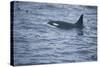 Orca Whale and Sea Birds-DLILLC-Stretched Canvas