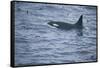 Orca Whale and Sea Birds-DLILLC-Framed Stretched Canvas