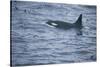 Orca Whale and Sea Birds-DLILLC-Stretched Canvas