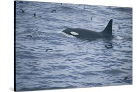 Orca Whale and Sea Birds-DLILLC-Stretched Canvas