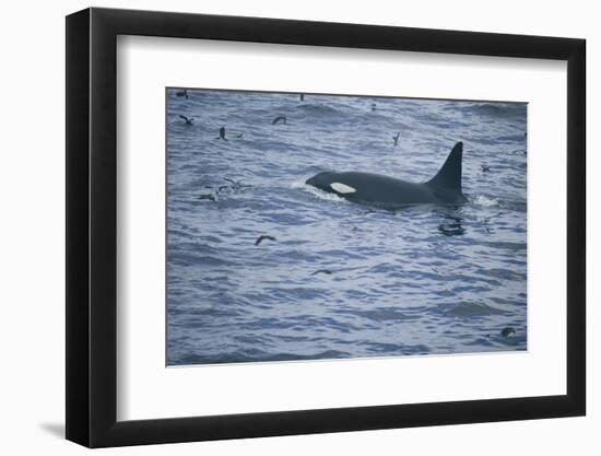 Orca Whale and Sea Birds-DLILLC-Framed Premium Photographic Print