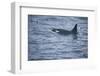 Orca Whale and Sea Birds-DLILLC-Framed Premium Photographic Print