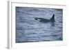 Orca Whale and Sea Birds-DLILLC-Framed Photographic Print