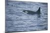 Orca Whale and Sea Birds-DLILLC-Mounted Photographic Print