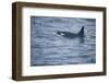 Orca Whale and Sea Birds-DLILLC-Framed Photographic Print