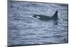 Orca Whale and Sea Birds-DLILLC-Mounted Photographic Print