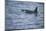 Orca Whale and Sea Birds-DLILLC-Mounted Photographic Print