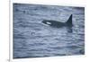 Orca Whale and Sea Birds-DLILLC-Framed Photographic Print