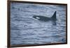 Orca Whale and Sea Birds-DLILLC-Framed Photographic Print