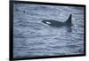 Orca Whale and Sea Birds-DLILLC-Framed Photographic Print