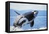 Orca Whale Breaching-null-Framed Stretched Canvas