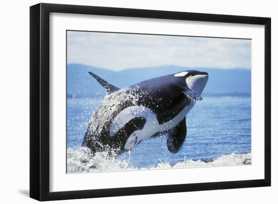 Orca Whale Breaching-null-Framed Premium Photographic Print