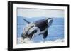 Orca Whale Breaching-null-Framed Premium Photographic Print