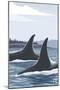 Orca Whale Fins-Lantern Press-Mounted Art Print