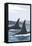 Orca Whale Fins-Lantern Press-Framed Stretched Canvas